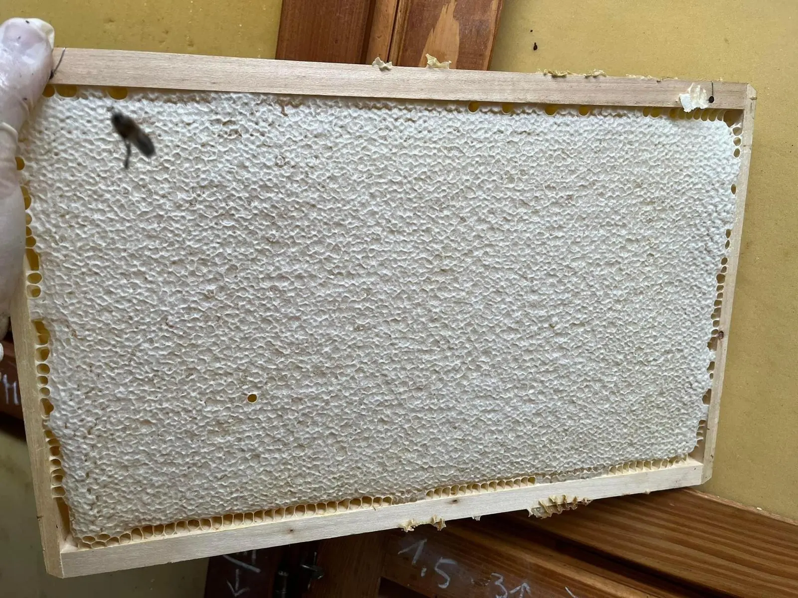 Utrinki iz čebelnjaka 39